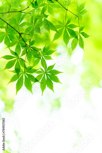 カエデの新緑　青紅葉　Acer sp.