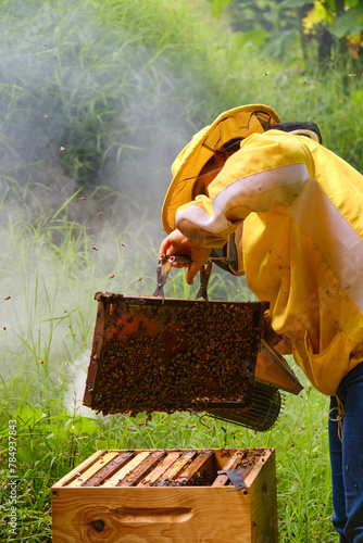 Beekeeper spreading smoke over a frame of bees with a smoker while holding it over a hive with a special frame holder © Oscar Giraldo