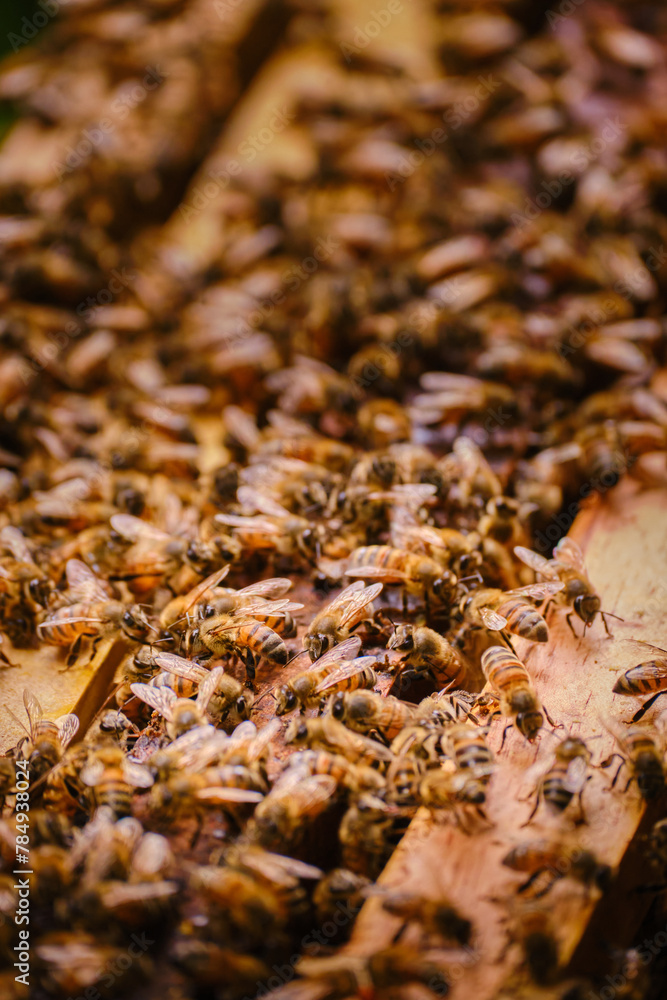 close-up vertical shot of bees in a hive with selective focus and copyspace close-up vertical shot of bees in a hive with selective focus and copyspace