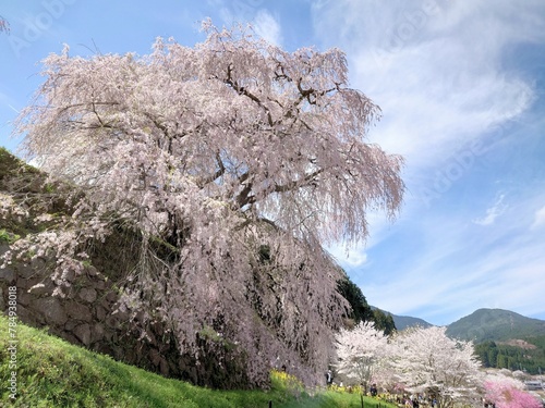 又兵衛桜