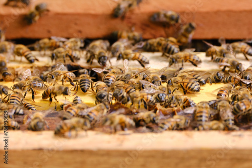 horizontal Close-up shot of bee cluster on open wooden hive with selective focus and copyspace