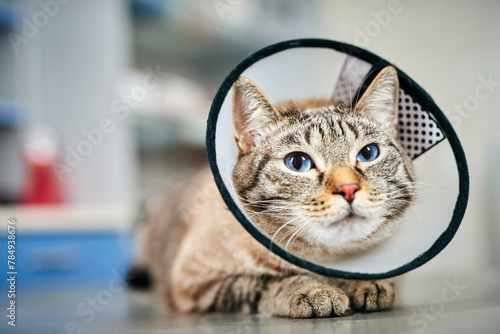 Domestic cat in plastic collar at the veterinarian