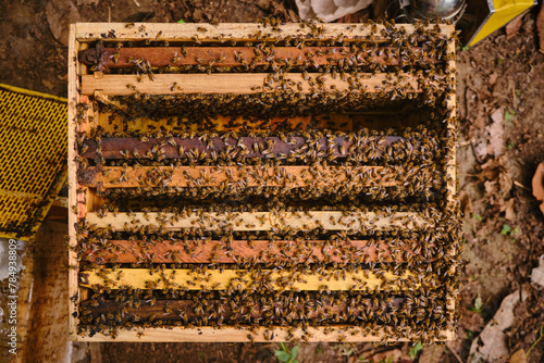 zenithal view of a hive with frames inside and full of bees