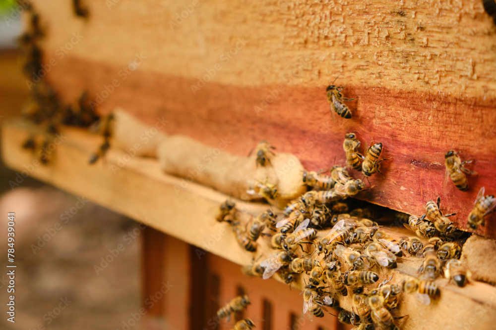side entrance of a wooden bee hive with bees in a huddle side entrance of a wooden bee hive with bees in a huddle