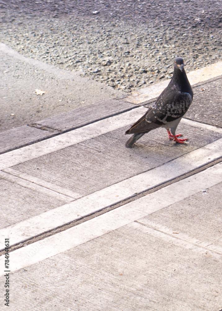 Obraz premium pigeon on the street