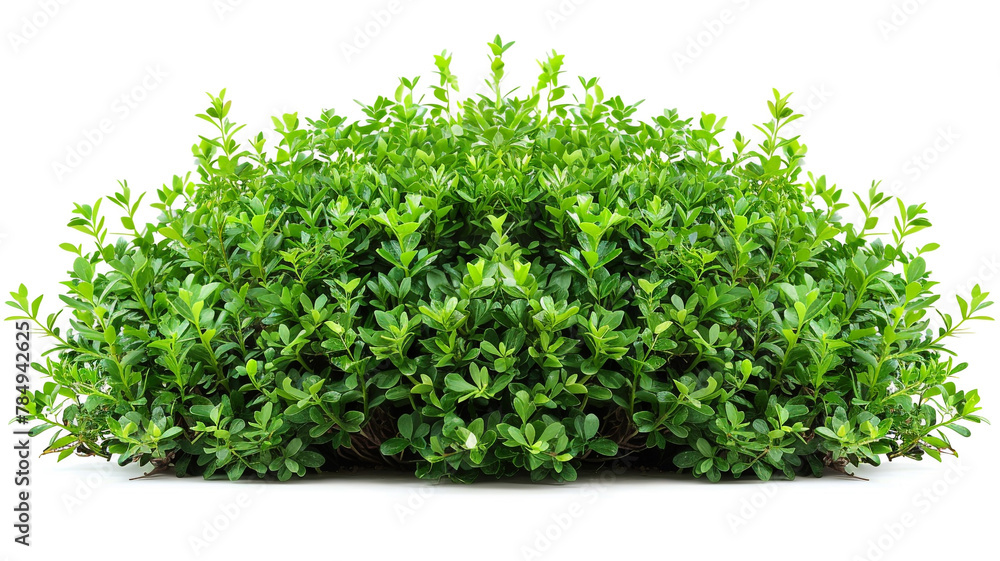 Fototapeta premium bush isolated on white background.