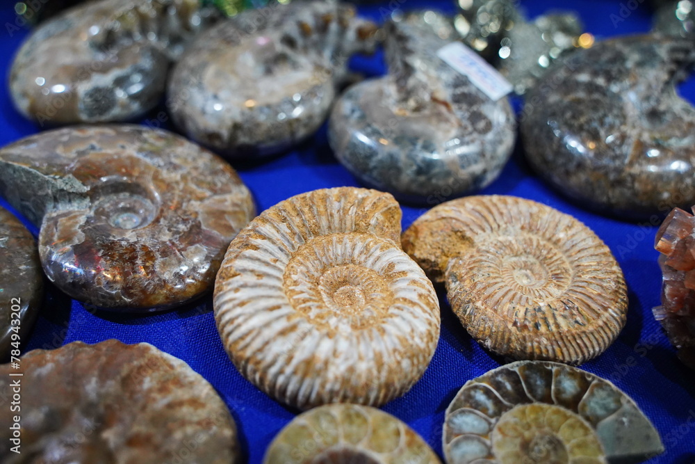 Ammonites. Fossils of different species. Ammonites. Fossils of different species.