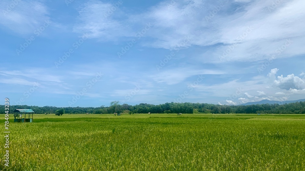 view of expansive rice plants with a bright blue sky