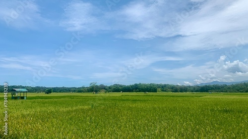 view of expansive rice plants with a bright blue sky © Surya Htg