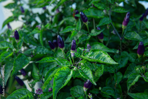 Purple Cayenne pepper