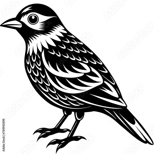  Bird vector illustration. 