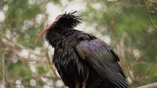 Low Angle Closeup of Northern Bald Ibis Preening Feathers, Bokeh Background photo