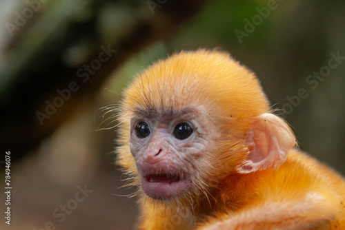 "Lutung" aka Trachypithecus cristatus Exotic Primate from the Island of Borneo