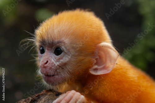 Baby "Lutung" Exotic Primate from the Borneo Island