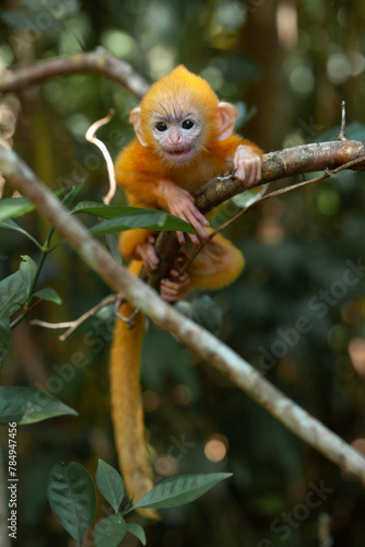 Baby "Lutung" Exotic Primate from the Borneo Island