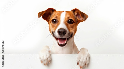 Jack Russel Terrier Dog sitting happily and holding a big blank signboard, isolated white background