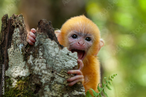 Baby "Lutung" Exotic Primate from the Borneo Island