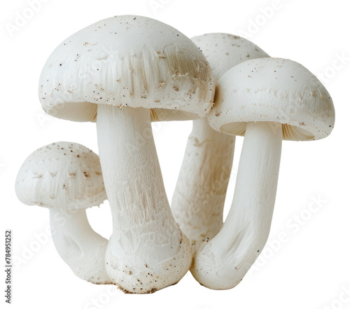 PNG Mushrooms amanita fungus agaric
