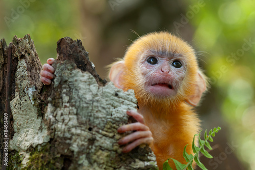 Baby "Lutung" Exotic Primate from the Borneo Island