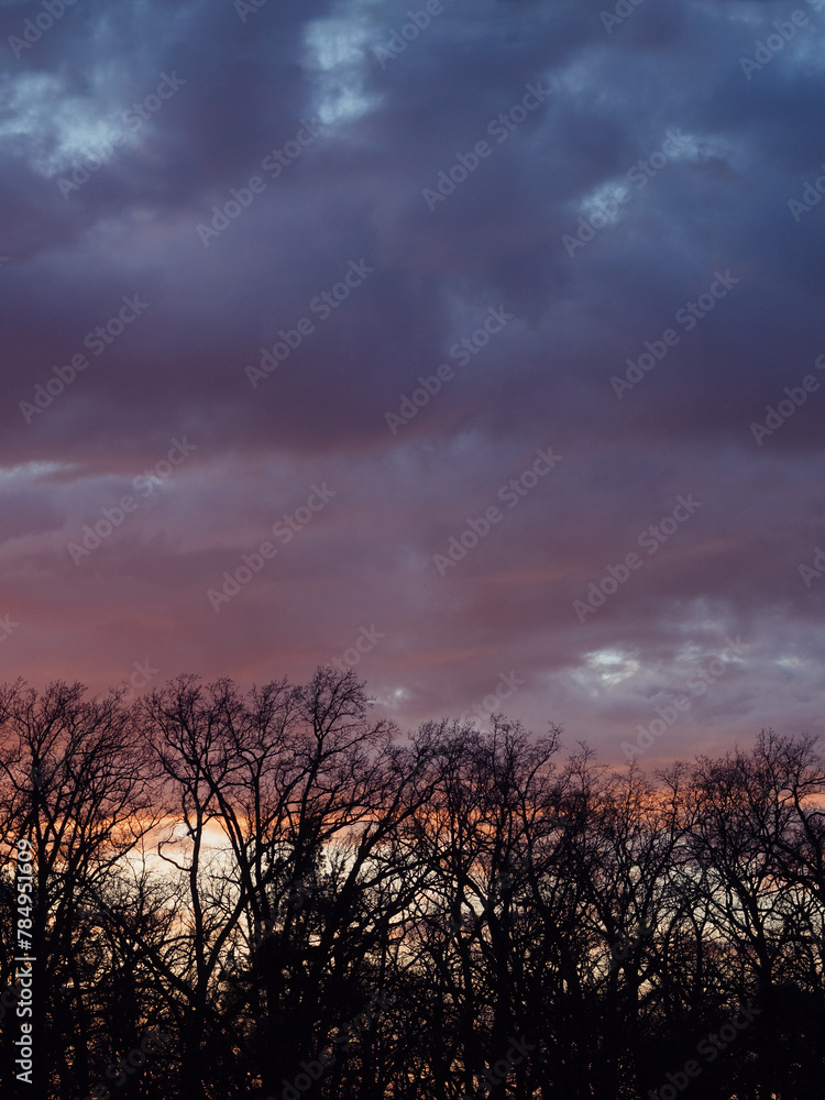 Vertical panorama of a forest and colorful skies during the sunset.
