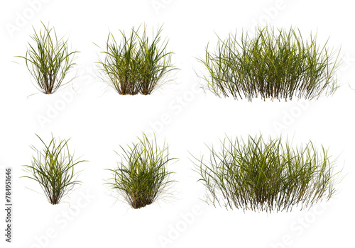 3D Render Plants and Grass on Transparent Background