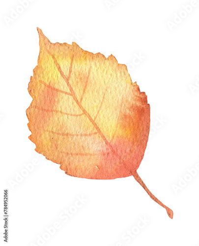 Watercolor autumn birch tree leaf isolated. Hand drawn fall illustration