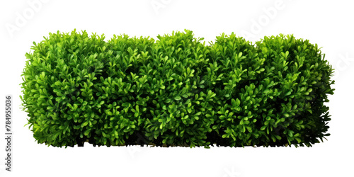 PNG  Boxwood shrubs plant hedge day