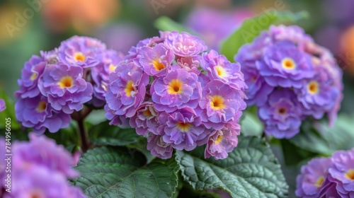 Purple lantana blossom plants, scientifically identified as Lantana montevidensis, dot the park with their charming blooms, infusing the air with their sweet scent and attracting butterflies. 