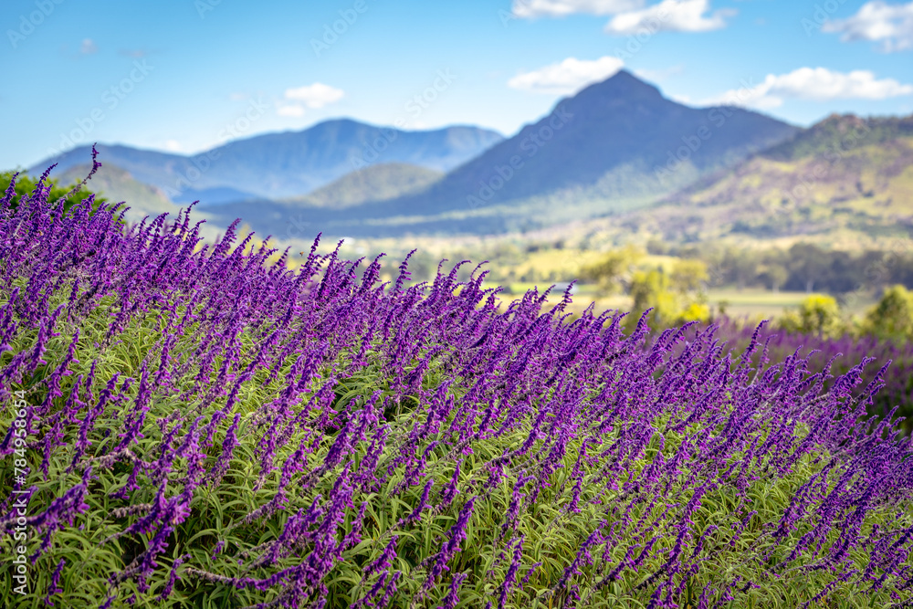 Naklejka premium Blossoming lavender fields in rural Queensland, Australia