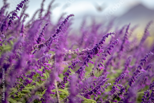 Blossoming lavender fields in rural Queensland  Australia