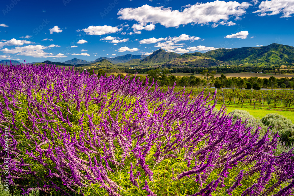 Blossoming lavender fields in rural Queensland, Australia