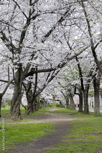 Branches of sakura flowers, cherry blossom. Osaka castle park, Japan