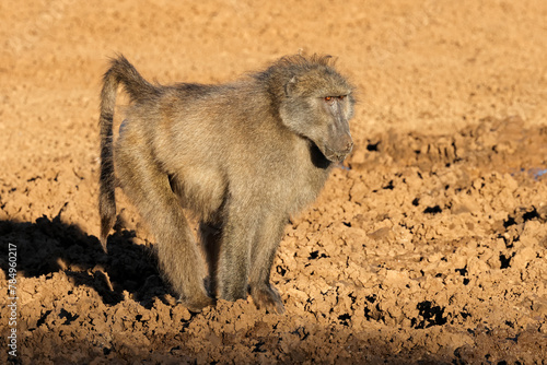 A male chacma baboon (Papio ursinus) in natural habitat, Mokala National Park, South Africa. photo