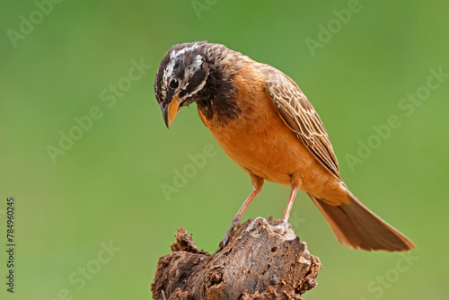 A male crimson-breasted bunting (Emberiza tahapisi) perched on a branch, South Africa.