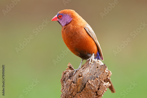 A colorful male violet-eared waxbill (Uraeginthus granatinus) perched on a branch, South Africa. © EcoView