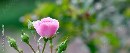 Pink rose Bonica with buds with dew drops in the garden. Perfect for background of greeting cards