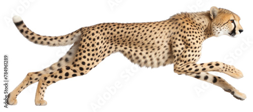 PNG Wildlife cheetah animal mammal photo