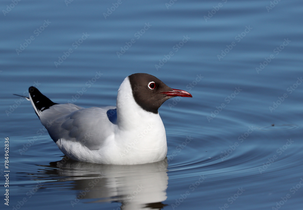 Black-headed gull Black-headed gull