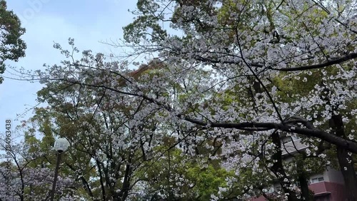 Walking POV Ookagawa Promenade Japan along River, cherry blossoms sakura trees photo