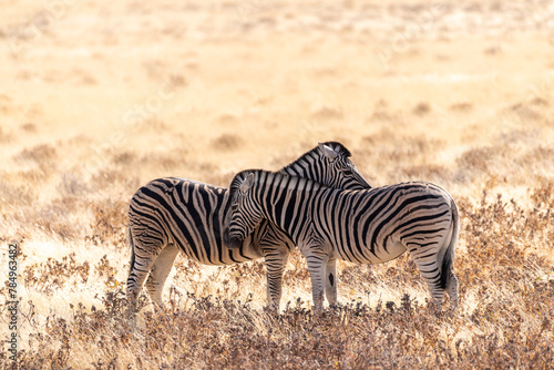 Telephoto shot of two Burchell s Plains zebras  Equus quagga burchelli  embracing each other on the plains of Etosha National Park  Namibia.