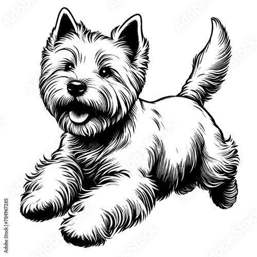 Happy Westie Terrier jumping. Hand Drawn Pen and Ink. Vector Isolated in White. Engraving vintage style illustration for print, tattoo, t-shirt	