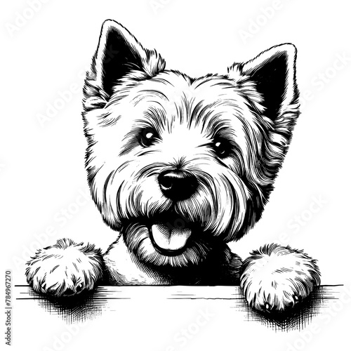 Happy Westie Terrier hanging over a wall. Hand Drawn Pen and Ink. Vector Isolated in White. Engraving vintage style illustration for print, tattoo, t-shirt	