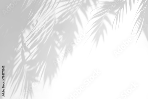 PNG Leaf shadow effect  transparent background