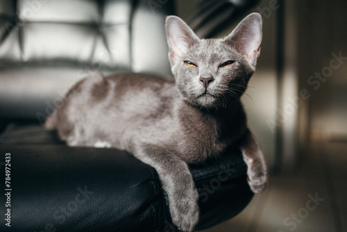 Obraz na plátně Korat Cat