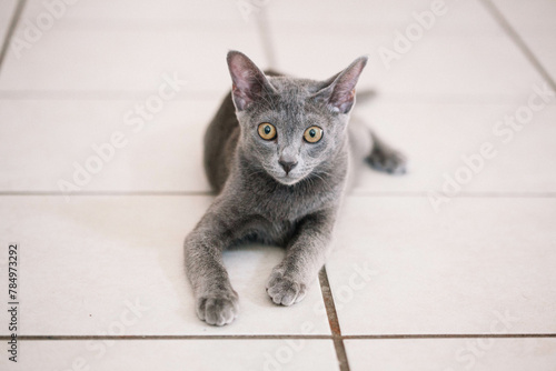 Obraz na plátně Korat Cat