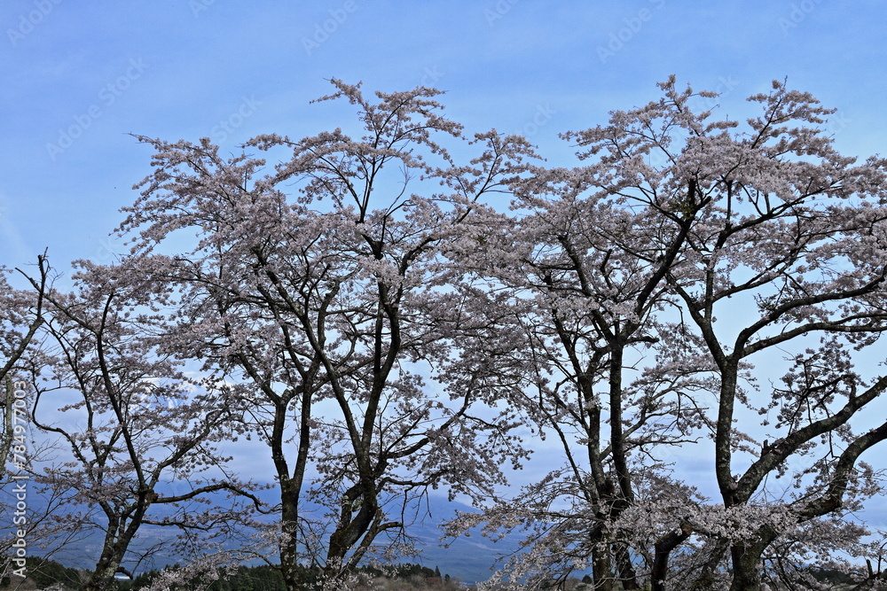 The cherry blossoms are blossoming The cherry blossoms are blossoming