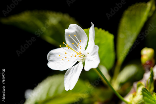 White cherry flowers isolated on black background. Close-up