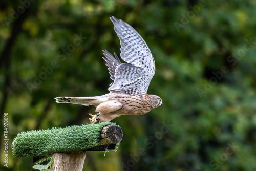 Common kestrel, Falco tinnunculus is a bird of prey species belonging to the falcon family Falconidae. photo