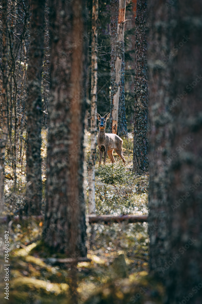 Obraz premium deer was hiding among the trees in the forest