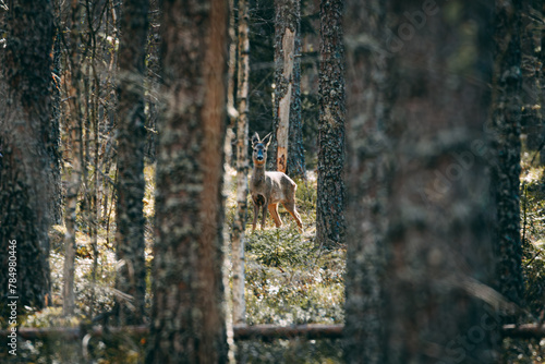 deer was hiding among the trees in the forest